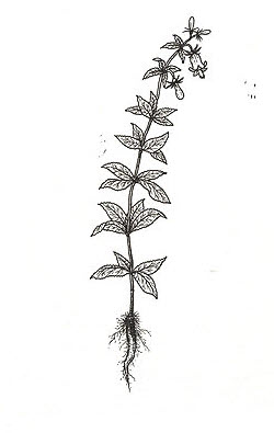 더덕 사촌 잔대