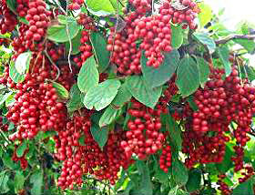 다양한 효과로 주목받고 있는 희귀한 뷰티 제품 - 피부 노화 방지의 비결!