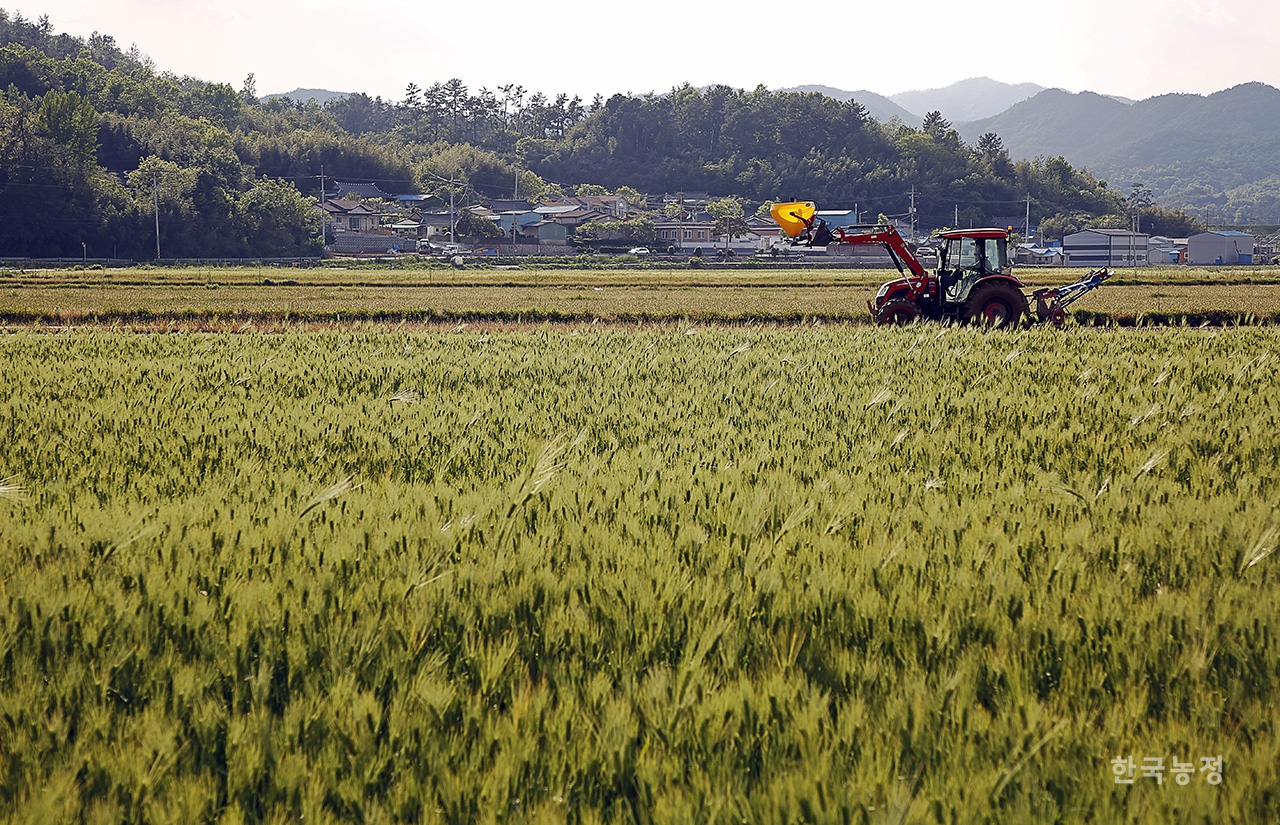 미세먼지 없는 화창한 날씨를 보인 지난 8일 전남 강진군 강진읍 덕남리의 들녘에서 청보리밭 너머로 한 농민이 트랙터를 이용해 논바닥을 평평하게 다지고 있다. 