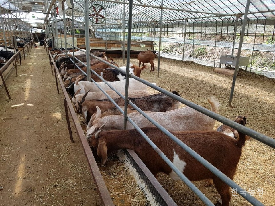 정부가 행정예고한 FTA 피해보전직접지불 및 폐업지원 대상에서 염소고기가 제외돼 염소농가들이 거세게 항의하고 있다. 사진은 경북지역의 한 염소농장 모습.  전국염소농가비상대책위원회 제공