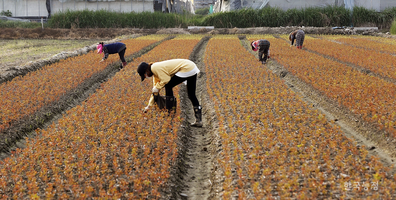 지난 14일 전남 구례군 용방면 중방리의 한 들녘에서 여성농민들이 지난달에 옮겨 심은 철쭉 묘목을 살피며 풀을 매고 있다. 
