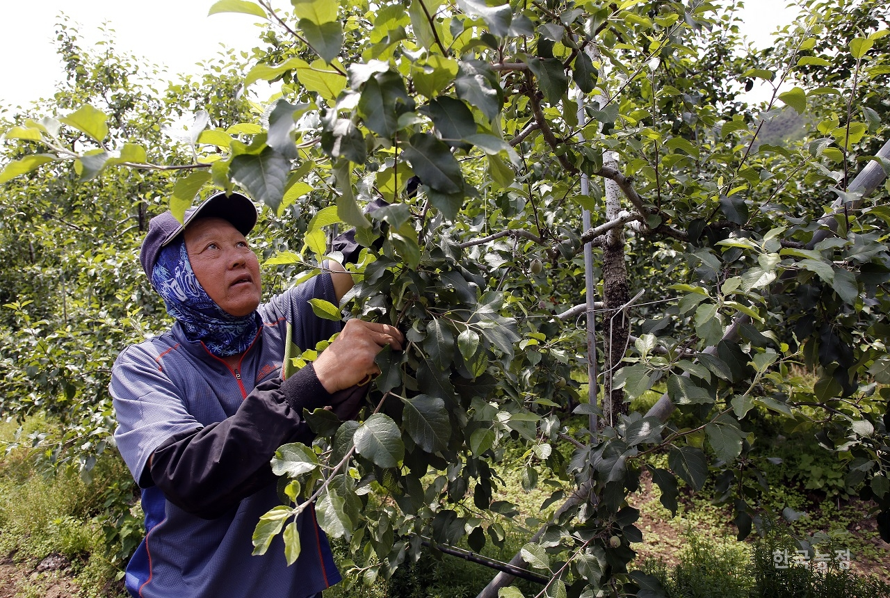 지난 5일 경북 봉화군 춘양면의 한 과수원에서 백강흠씨가 올 봄 발생한 냉해로 대부분의 열매가 낙과한 사과나무를 살펴보고 있다. 백씨는 “평소라면 이 나무에 150여개는 달려 있어야 한다”고 말했다. 한승호 기자