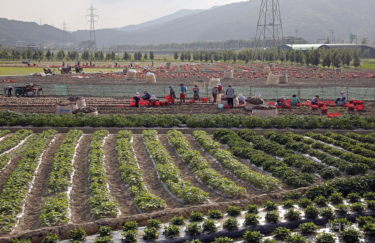지난 12일 경북 상주시 남원동의 한 들녘에서 수십여 명의 농민들이 양파를 수확하느라 여념이 없다. 양파가 담긴 빨간 망이 들녘 곳곳에 놓여 있다. 