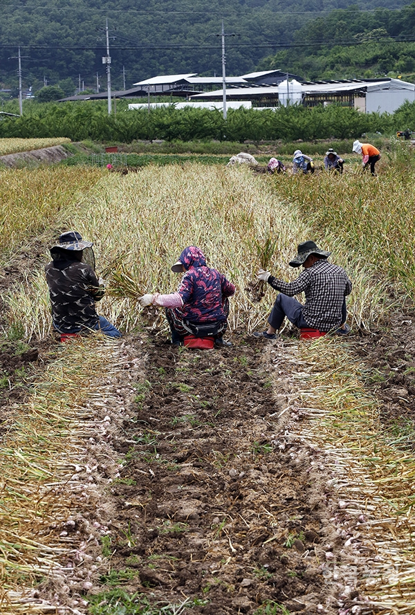 중국인 이주노동자들이 수확한 마늘을 묶기 좋도록 가지런히 놓고 있다.