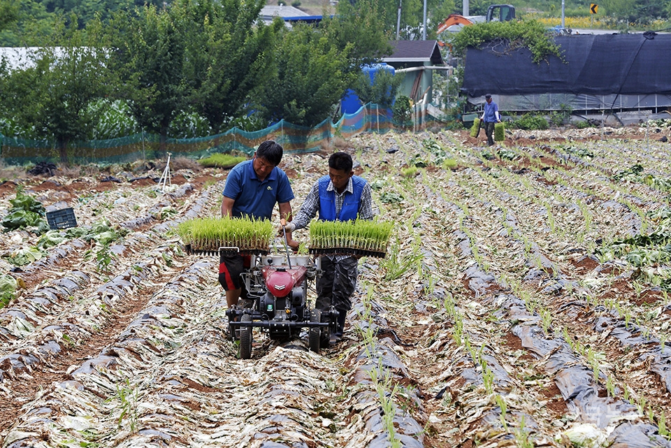 지난 19일 강원도 영월군 영월읍 방절리의 들녘에서 농민들이 20일 동안 직접 키운 수수 모종을 농기계를 이용해 밭으로 옮겨 심고 있다. 