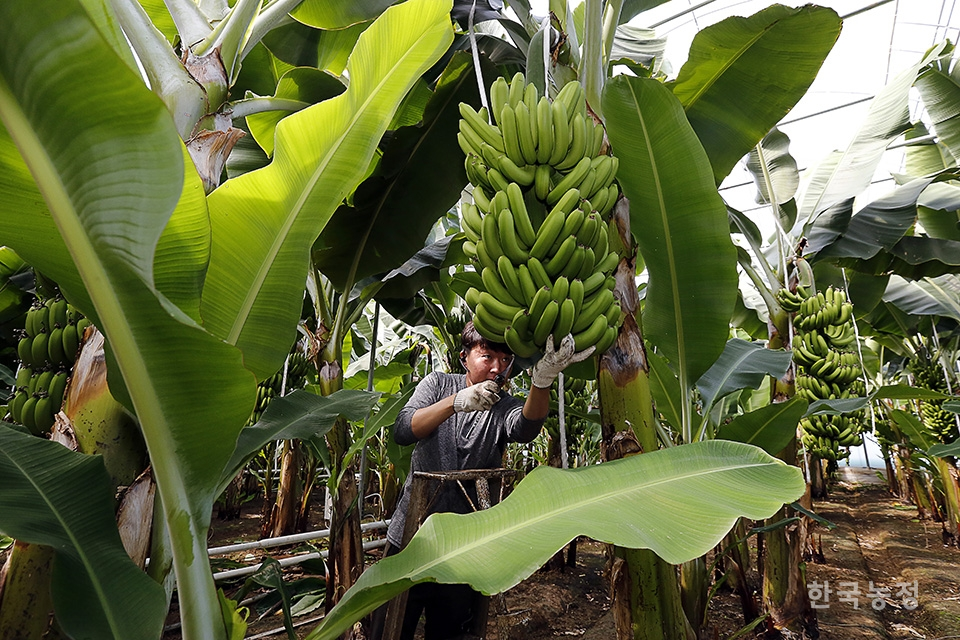바나나는 여러해살이 초본(草本)식물의 열매다. 흔히 바나나 나무라고 일컫지만 사실은 4~5미터 높이의 거대한 풀에서 열리는 열매라는 뜻이다. ‘올 바나나’의 강승훈 대표가 바나나를 수확하고 있다.