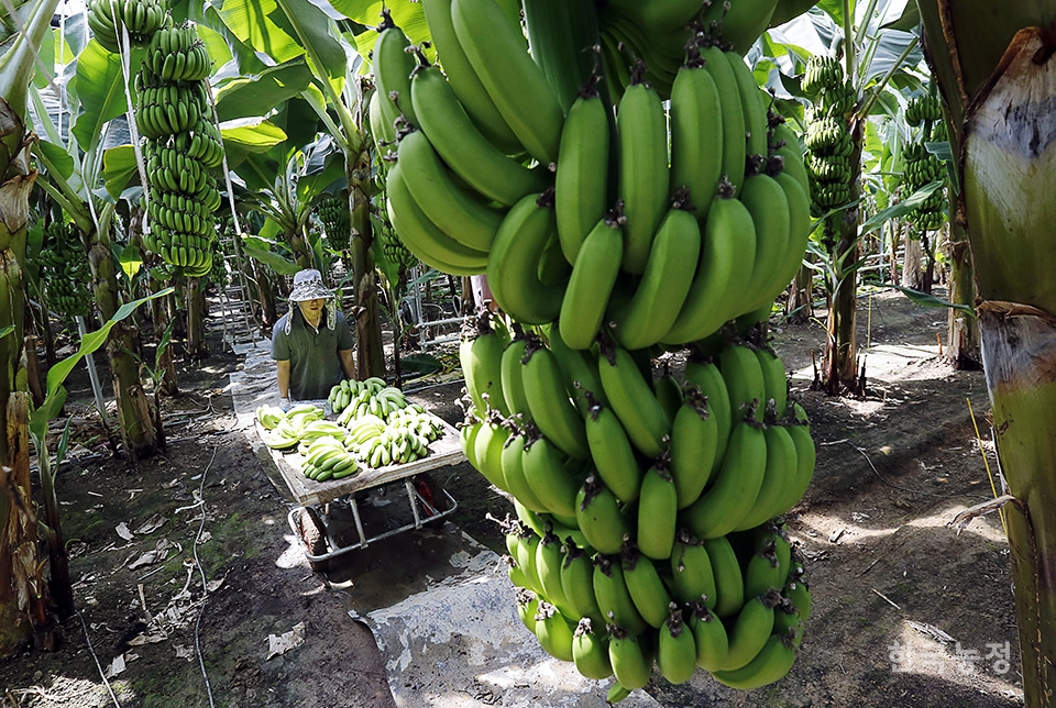 바나나는 여러해살이 초본(草本)식물의 열매다. 흔히 바나나 나무라고 일컫지만 사실은 4~5미터 높이의 거대한 풀에서 열리는 열매라는 뜻이다. ‘올 바나나’의 강승훈 대표가 바나나를 수확하고 있다.