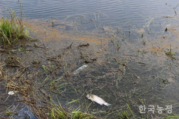 지난 17일 안동호 물가에 죽어있던 물고기. 정체를 알 수 없는 붉은색의 오염물질이 함께 밀려 와 있다.