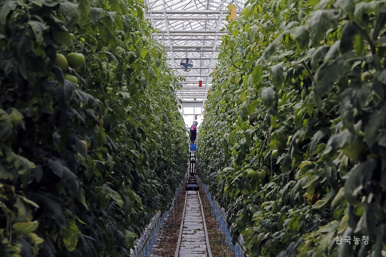 경기도 화성시에 위치한 우일팜의 유리온실에서 직원들이 토마토를 수확하고 있다. 우일팜이 지난해 생산한 토마토 중 수출 물량은 전체 생산량의 33%에 불과한 것으로 나타났다. 한승호 기자