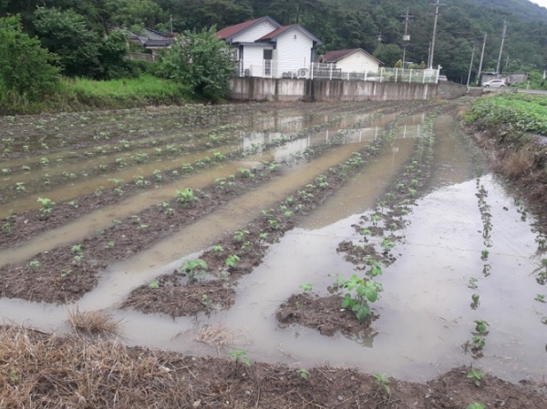 지난달 내린 비에 임대한 밭 200평에 심은 콩이 전부 물에 잠겼다. 신무용씨 제공
