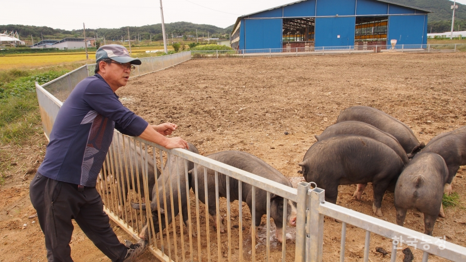 지난 9일 충남 홍성군 결성면 금곡리 원천마을의 돼지 공동방목장에서 송영수 이장이 방목장을 둘러보고 있다.