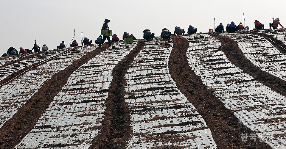 수십여명의 여성농민들이 비탈진 밭에 줄지어 앉아 양파 모종을 옮겨 심고 있다.
