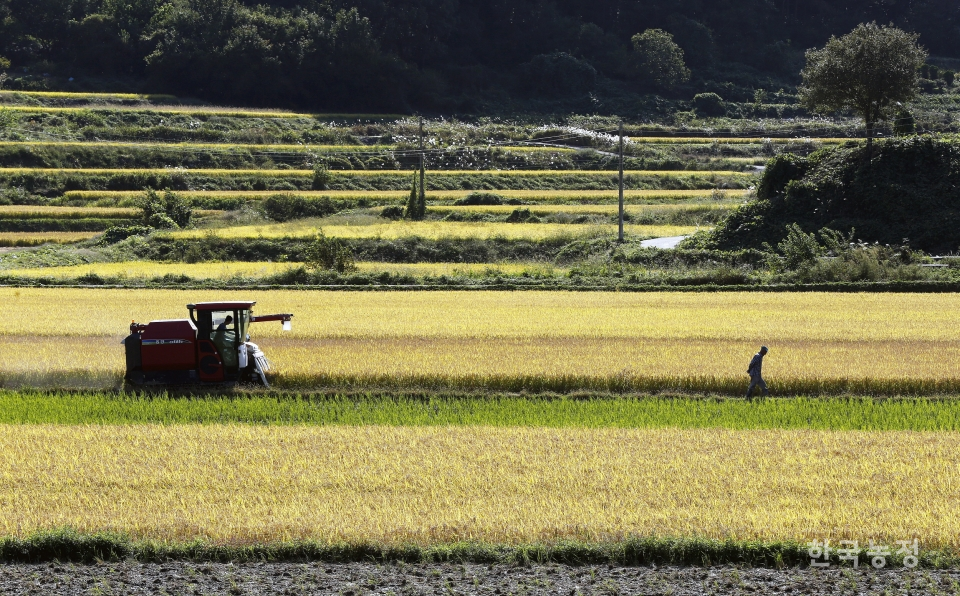 일반 가정 식비에서 쌀이 차지하는 비중은 5% 남짓인 것으로 추산됐다. 지난 8일 전남 보성군 노동면의 한 들녘에서 농민들이 콤바인으로 나락을 수확하고 있다. 한승호 기자