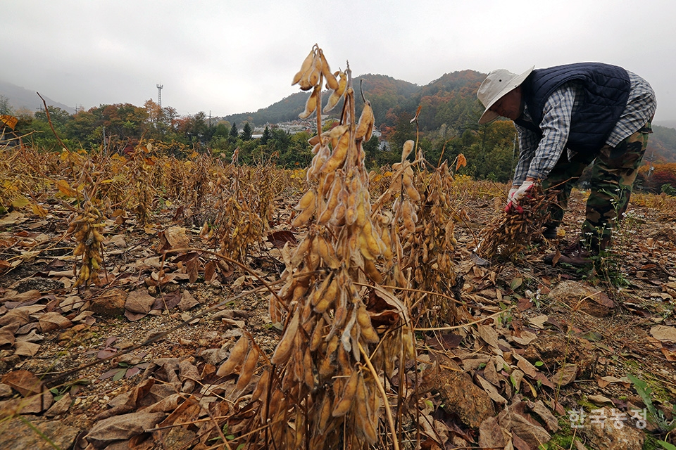 지난 24일 강원도 홍천군 서면 중방대리의 한 들녘에서 농민이 콩을 수확하고 있다. 