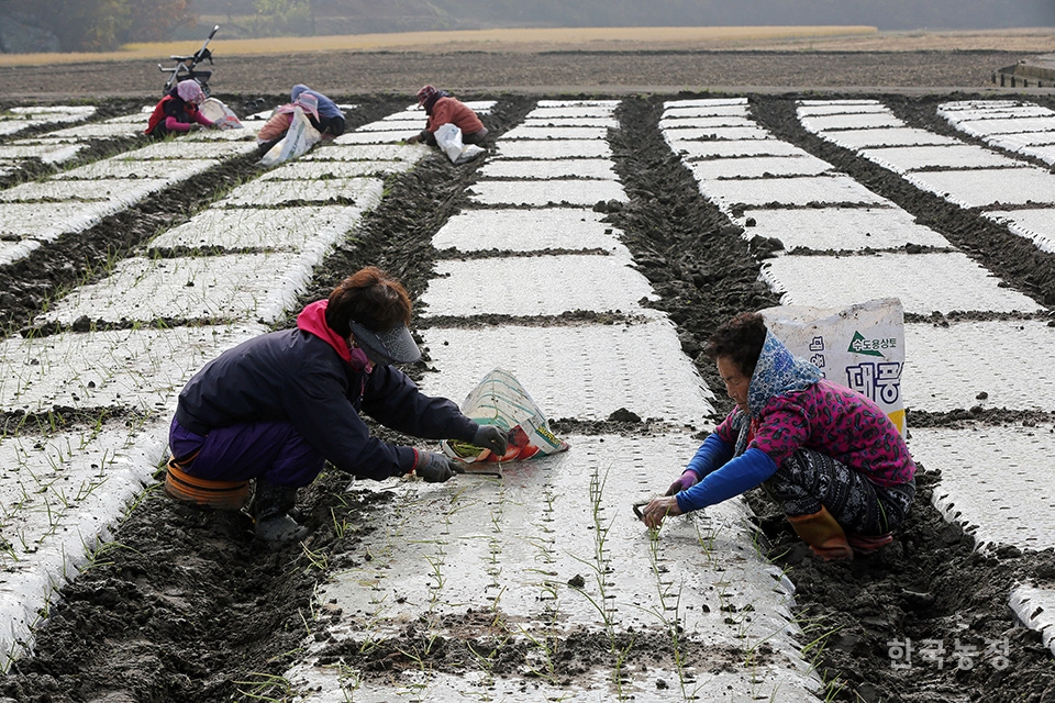 지난 12일 경남 산청군 신안면 신안리의 한 들녘에서 여성농민들이 60일 가량 직접 키운 양파 모종을 밭으로 옮겨 심고 있다.