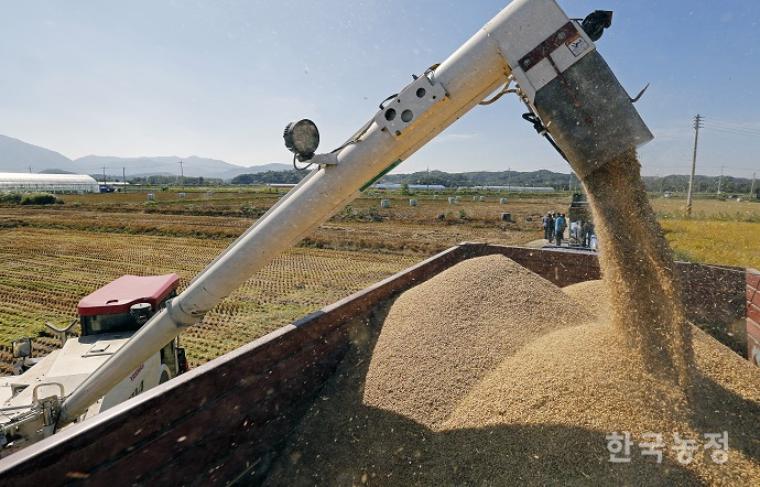 올해 쌀 생산량이 전년대비 2.6% 감소한 386만8,000톤인 것으로 조사됐다. 사진은 지난 9월 강원도 철원평야에서 가을걷이하는 모습이다.  한승호 기자
