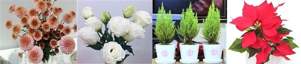 aT 선정, 올 겨울을 대표하는 ‘이달의 꽃.’ 왼쪽부터 국화·리시안사스·율마·포인세티아. aT 제공