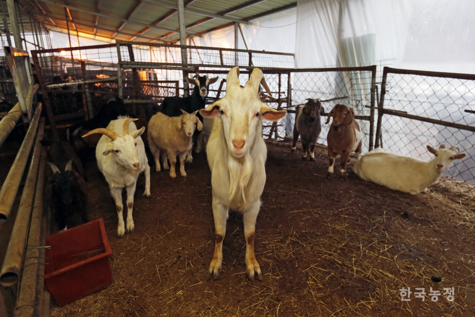 정부가 내놓은 상식 밖 염소수급대책에 염소농가의 불만의 목소리가 높다. 사진은 경북의 한 염소농가 축사 모습. 한승호 기자