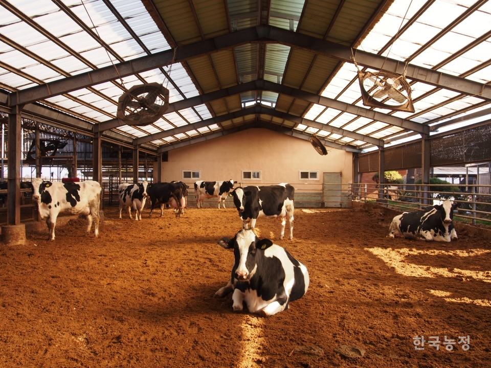 지난해 12월 14일 충남 논산시 광석면에 위치한 깨끗한목장가꾸기운동 대상 수상농가인 대일목장을 찾았다. 축사에서 소들이 휴식하고 있다.