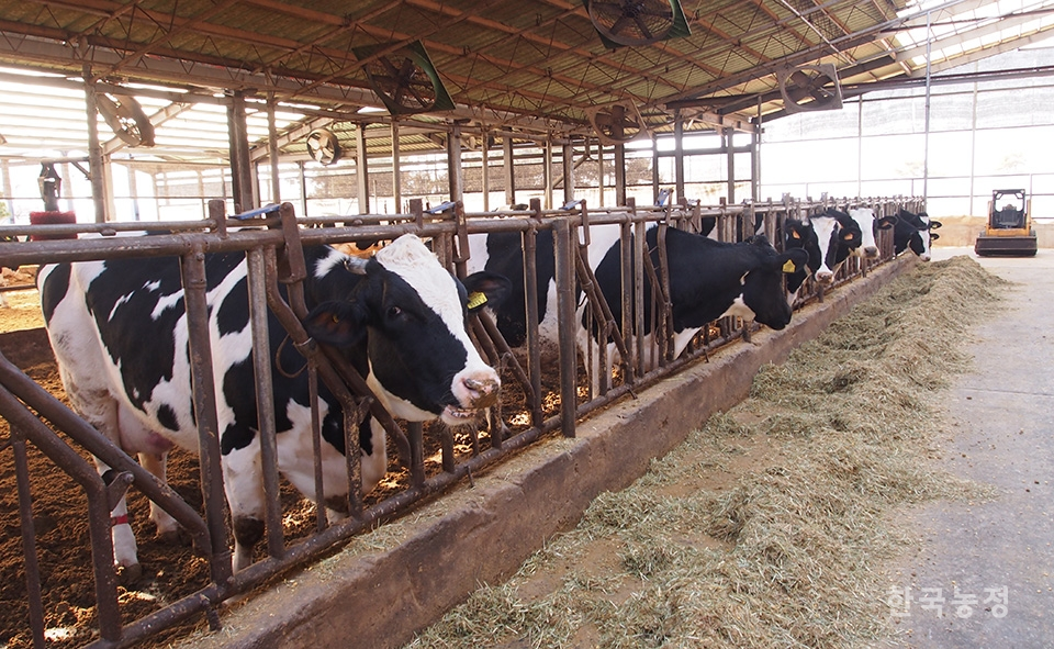 사료 안전관리가 강화된다. 충남 논산시 광석면의 한 목장에서 소가 사료를 먹고 있다.