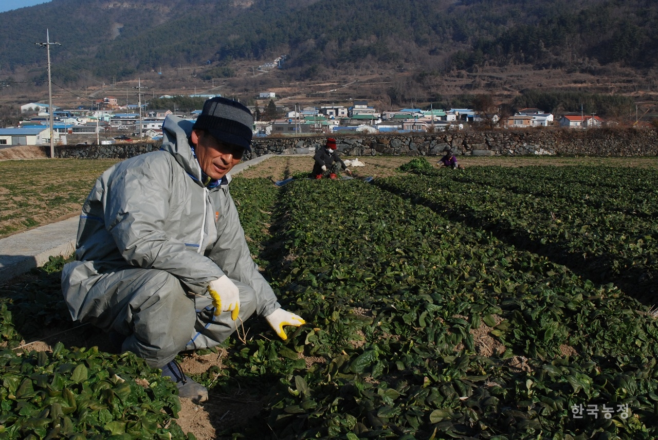 남해 시금치농가 박광윤씨가 수확 중인 밭에서 최근의 어려운 상황을 설명하고 있다. 박씨는 얼마전 1kg 670원의 경락가를 받고 자체폐기를 고려하기도 했다.