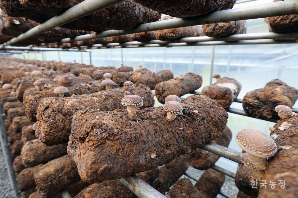 장흥친환경표고 영농조합법인에서 재배중인 표고버섯. 수확이 어느 정도 끝나 배지마다 조금씩 버섯이 솟아 있다. 한승호 기자