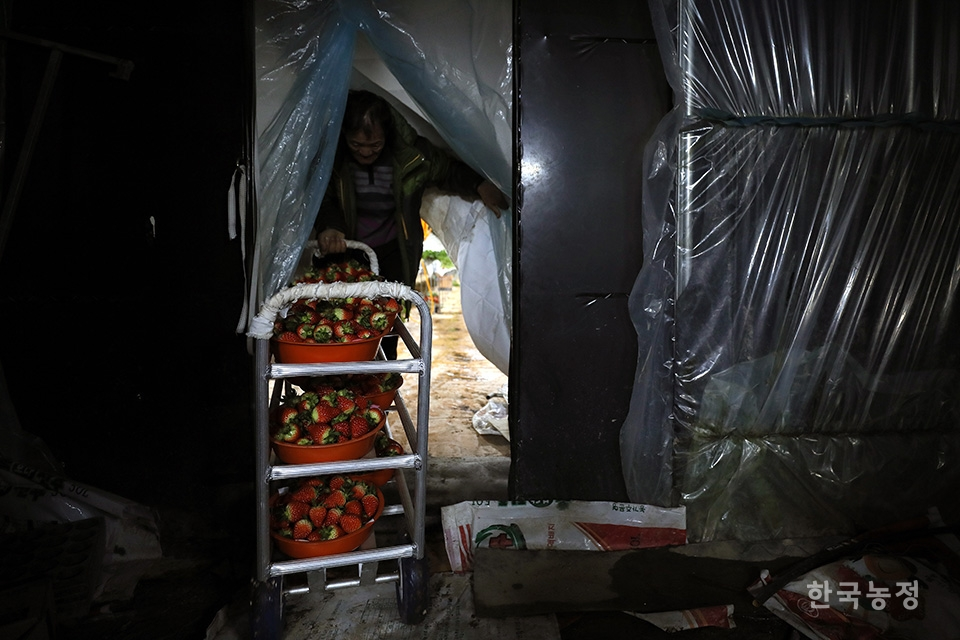 지난 9일 새벽 전남 담양군 창평면의 한 시설하우스에서 고재청(60)·박정숙(55)씨 부부가 딸기를 수확하고 있다.
