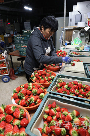 지난 9일 새벽 전남 담양군 창평면의 한 시설하우스에서 박정숙씨가 수확한 딸기를 크기와 무게 별로 나눠 상자에 담고 있다.