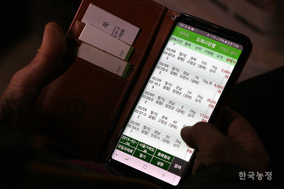 고재청씨가 이날 새벽 열린 서울 가락시장 딸기 경매가를 휴대폰으로 확인하고 있다.