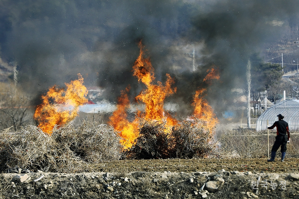 지난 26일 충북 증평군 증평읍 남차리 들녘에서 한 농민이 겨우내 방치했던 고추대 등을 수거해 불태우고 있다. 