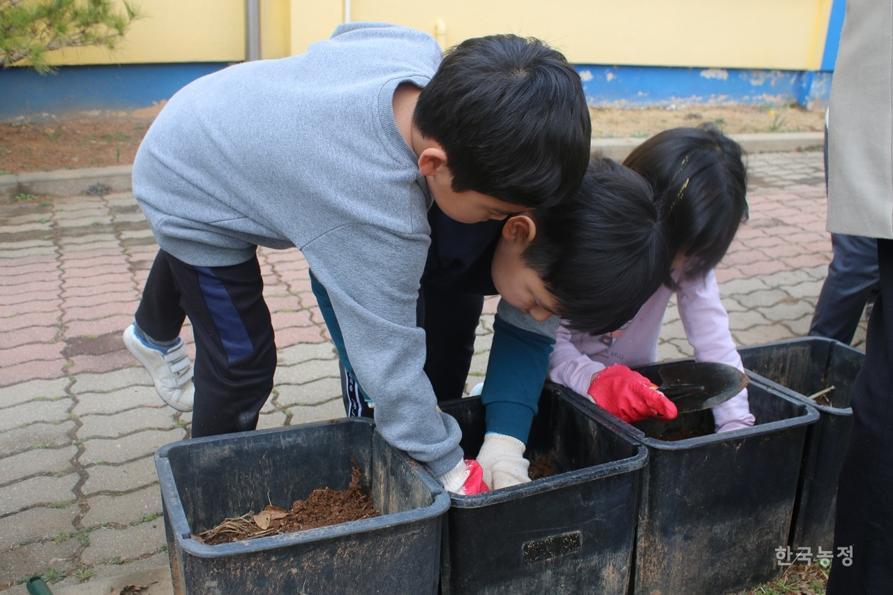 지난 12일 충남 보령시 낙동초등학교에서 친환경 감자 씨앗을 심는 학생들. 이날 교육은 보령친환경농업인연합회 주도로 이뤄졌다.