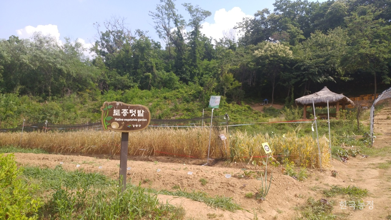 2017년 6월에 방문한 서울시 강동구의 친환경농장 내 토종텃밭. 이와 같은 유기농지는 관행농지 대비 토양유실도가 낮은 반면 토양 축적 유기탄소량 및 수분량은 훨씬 많은 걸로 알려져 있다.