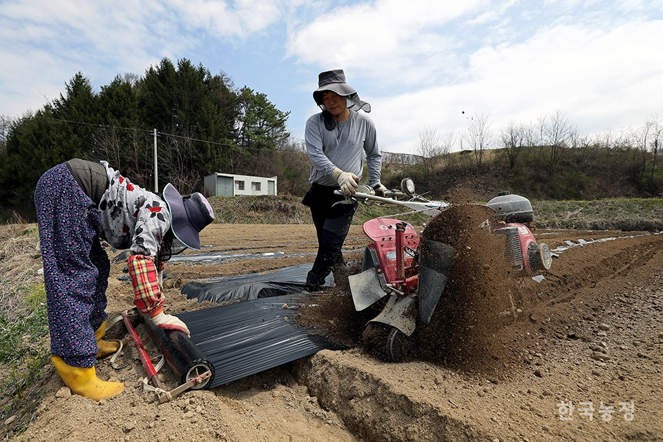 지난 17일 전북 장수군 장수읍 두산리의 한 들녘에서 최창희(41)씨와 그의 어머니가 브로콜리와 고추 등을 심기 위해 두둑을 만들며 비닐을 씌우고 있다.