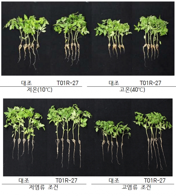 작물 스트레스를 저항능력을 증강시켜 주는 T01R-27 균주를 토마토에 처리한 결과. 농촌진흥청 제공.