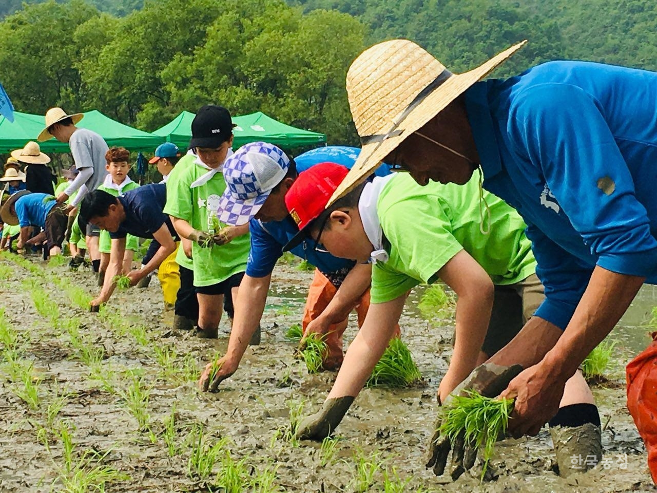 제천시농민회 통일쌀 모내기 행사에 참여한 봉양초등학교 어린이들이 손모내기에 집중하고 있다.
