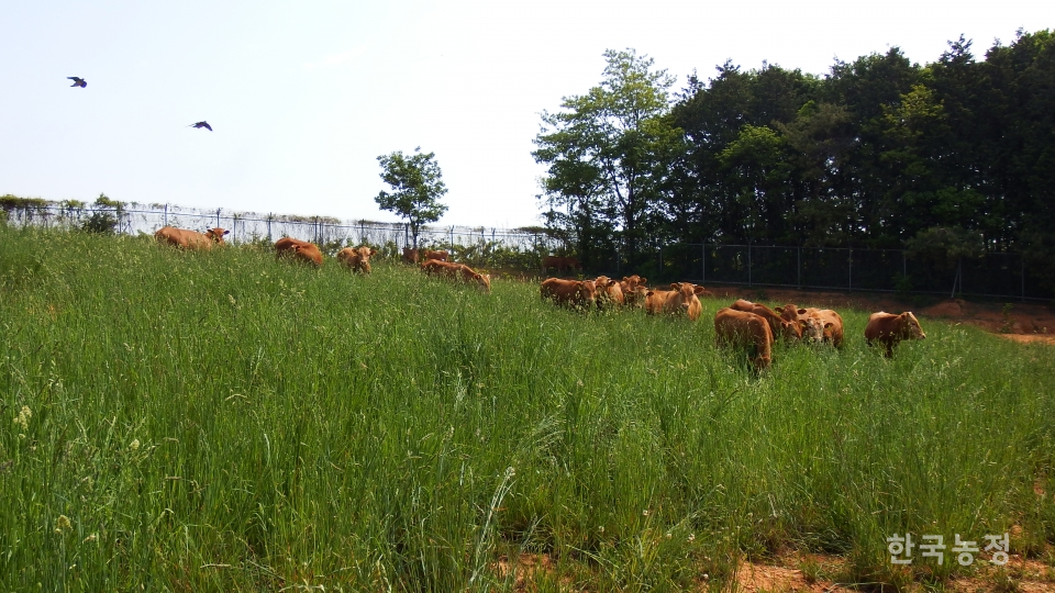 전북 정읍시 다움농장은 지난해 산지생태축산 지정을 받았다. 총 사육규모는 140여두지만 이 중 육성우 50여두만 초지에 방목하고 있다.