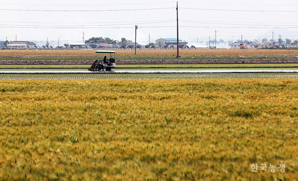 지난 3일 전북 김제시 진봉면 심포리 들녘에서 수확을 앞둔 보리밭 너머로 한 농민이 이앙기로 모를 심고 있다.
