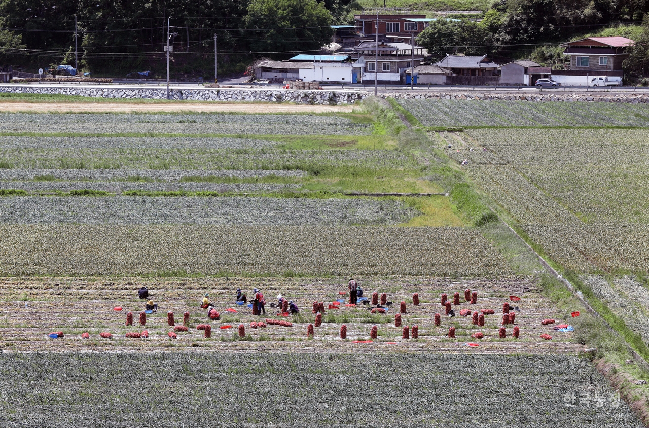 지난달 29일 경남 산청군 생초면의 한 들녘에서 농민들이 양파를 수확하고 있다. 한승호 기자