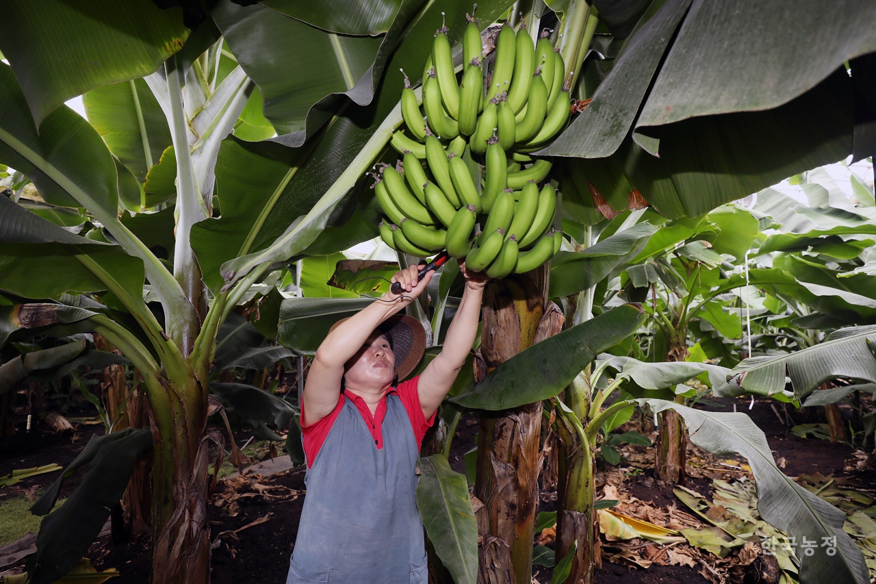 지난 4일 제주도 서귀포시 표선면 가시리의 한 시설하우스에서 김순일씨가 바나나를 수확하고 있다. 국내에서 유통되는 바나나는 현재 ‘후숙’이라는 과정을 거쳐 소비자에게 전달된다. 한승호 기자