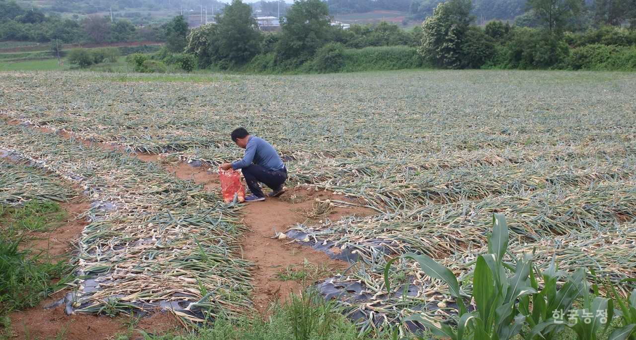 지난 10일 농민 문형석씨가 지난 4월 도복된 양파를 뽑아 피해 상황을 확인하고 있다.