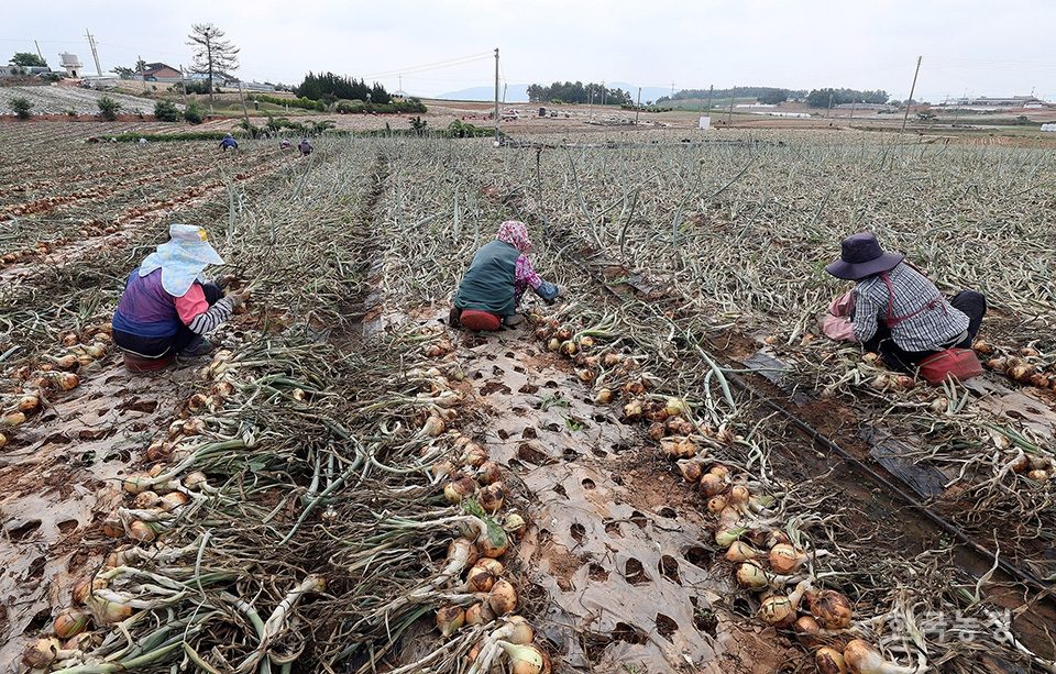 여성농민들이 양파를 캐내고 있다.
