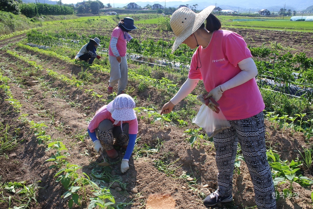 지난달 24일 충남 부여군 홍산면의 농생태학 실습소에서 부여여농 회원들이 밭에 들깨를 심고 있다.