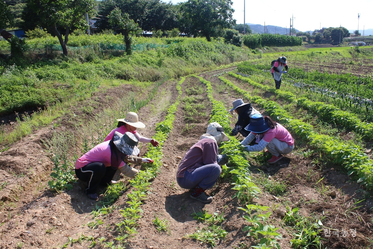 지난 24일 충남 부여군 홍산면의 농생태학 실습소에서 부여여농 회원들이 작업하고 있다.
