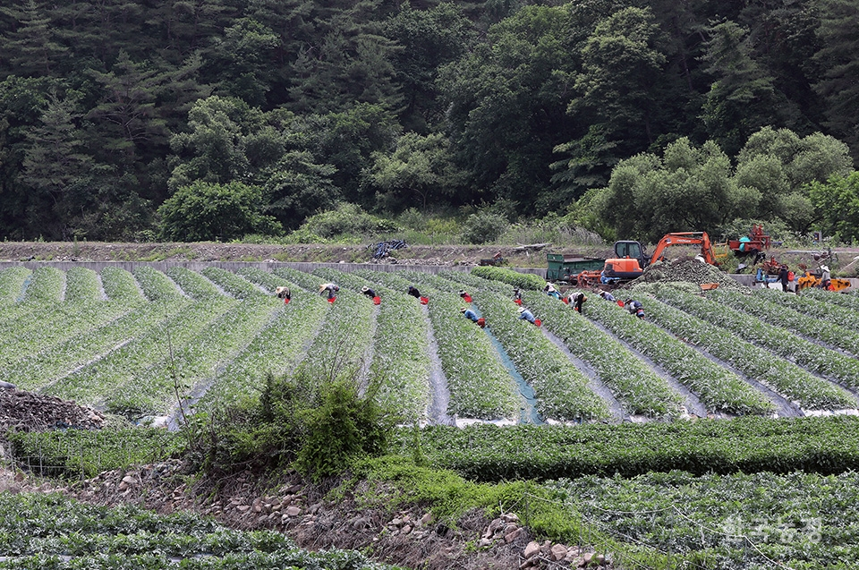 지난 1일 경북 봉화군 재산면 현동리의 수박밭에서 여성농민들이 열매솎기 작업을 하고 있다. 이날 밭 작업에 나선 손병규(74)씨는 “키워야 할 놈만 놔두고 나머지는 솎아내야 수박이 제대로 자란다”며 “노지수박은 8월 초순경에 수확할 예정”이라고 말했다. 