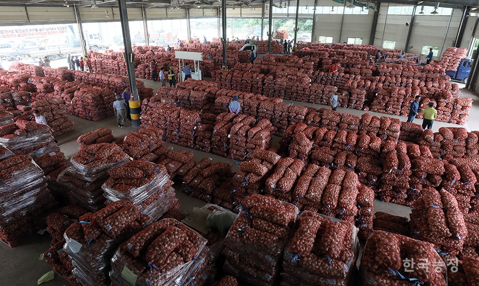 생산비도 건지지 못하는 마늘 가격에 농민들의 시름이 깊어지는 가운데 지난 3일 경남 창녕군 대지면 창녕농협 공판장에서 마늘 경매가 열리고 있다.