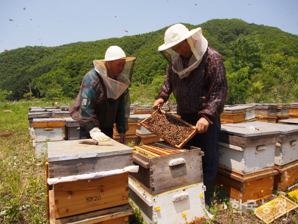 지난 5일 류재광 한국양봉협회 충남지회장이 벌집에 모인 헛개꿀을 확인하고 있다. 류 지회장은 때를 맞춰 지역을 옮겨다니며 꿀을 얻고 있다고 말했다.