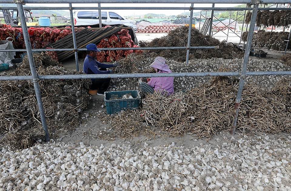 지난 8일 경남 창녕군 도천면 예리의 한 마늘농가에서 망에 담을 마늘을 갈무리하고 있는 농민들 모습 뒤로 가격이 떨어져 아직 팔지 못한 양파 더미가 수북이 쌓여 있다.