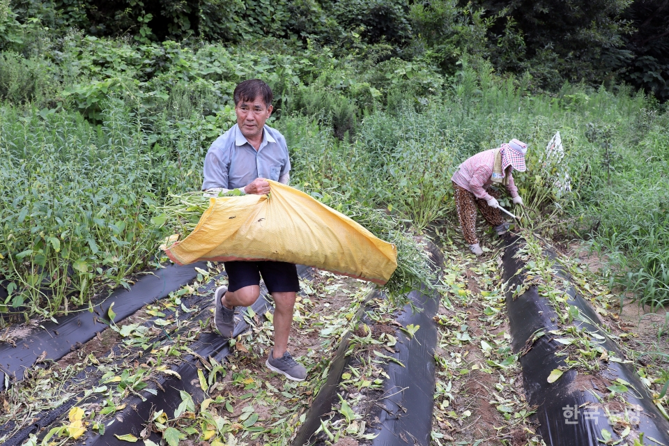 김상만·강창성씨 부부가 지난 6일 태풍 프란시스코의 북상 소식에 집 인근 밭에서 참깨를 수확하며 구슬땀을 흘리고 있다. 한승호 기자