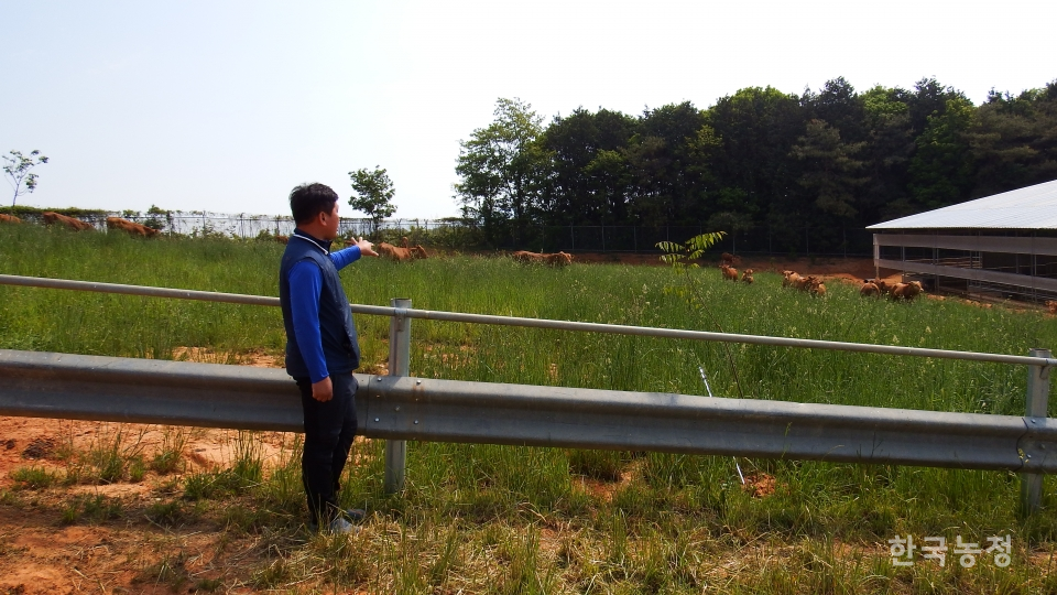 지난해 산지생태축산 지정을 받은 전북 정읍시 다음농장. 이 농장은 한우 140여두 중 육성우 50여두를 6.6㏊ 면적의 초지에 방목해 사육하고 있다.