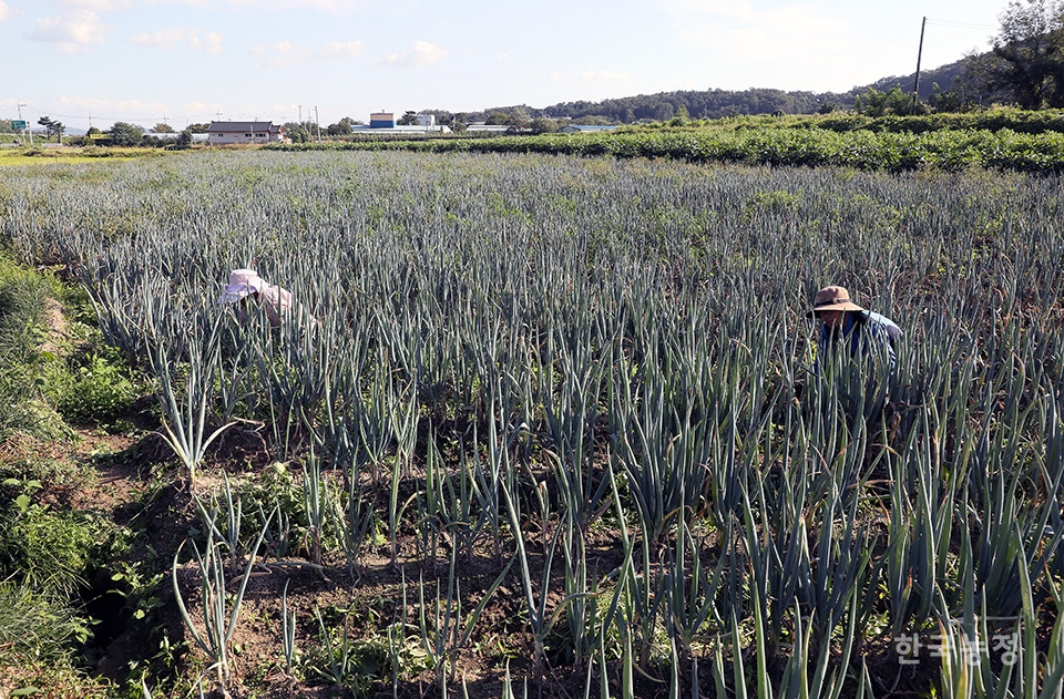 16일 오후 충북 음성군 삼성면 대사리의 한 대파밭에서 외국인 노동자들이 고랑 사이에 난 잡초를 제거하고 있다. 